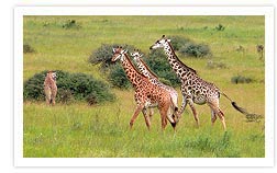 Giraffe in Nairobi National Park