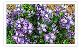 Hairy Purple Blue Delphinium Kyamar La Pass 