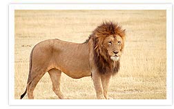 Lion in Ngorongoro Crater