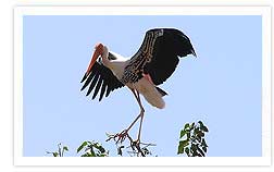 siberian Crane Keoladeo Ghana National Park