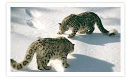 Snow Leopard